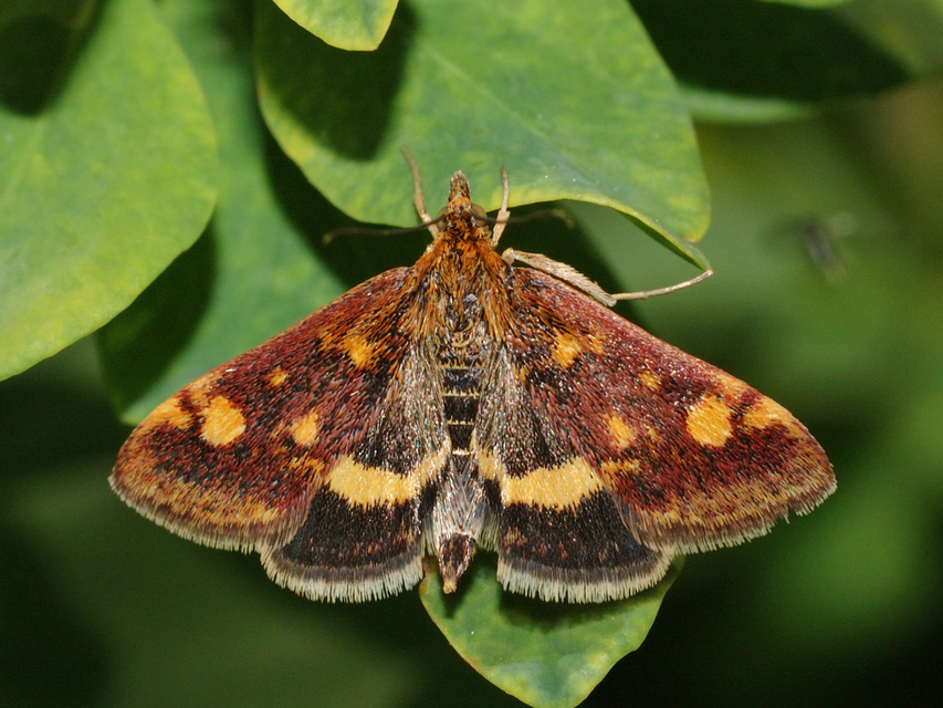 Pyrausta aurata - aranyló bíbormoly