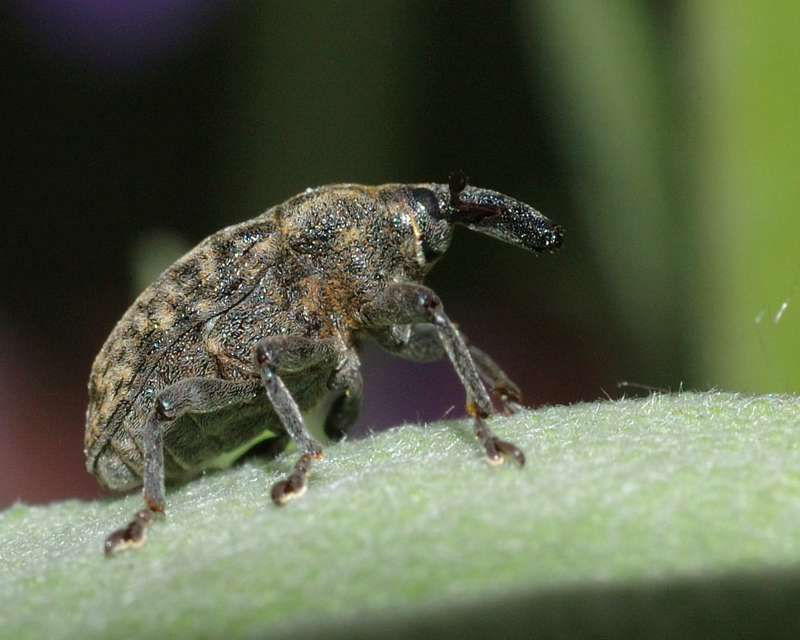 Larinus iaceae - sávosnyakú púderbarkó
