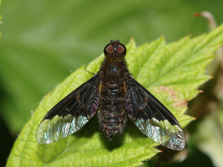 Hemipenthes morio - közönséges gyászlégy