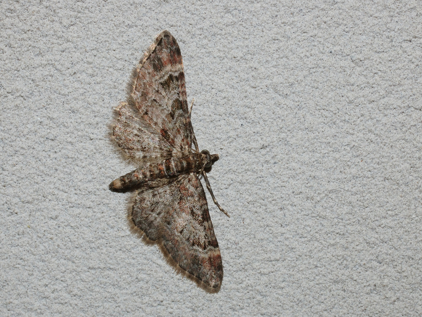 Gymnoscelis rufifasciata - vöröscsíkos törpearaszoló