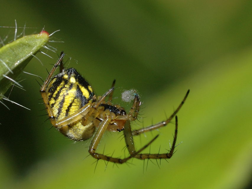 Mangora acalypha - réti keresztespók