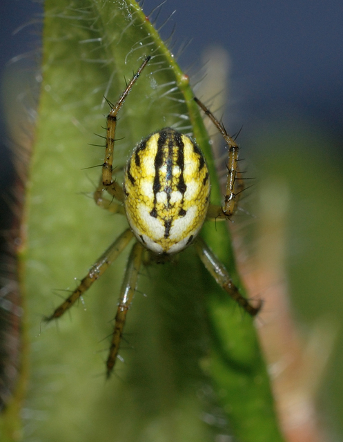 Mangora acalypha - réti keresztespók