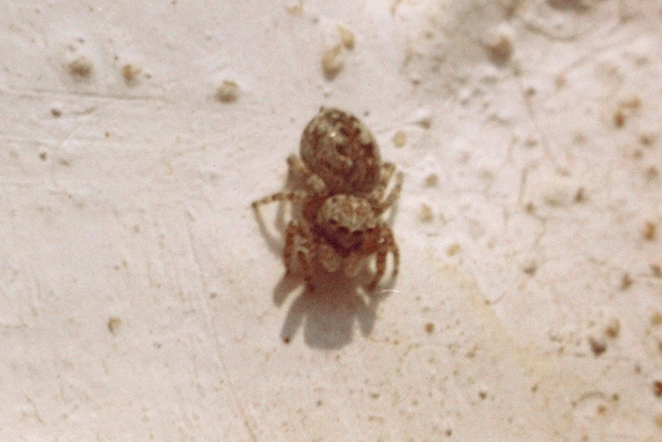 Attulus pubescens - bozontos ugrópók