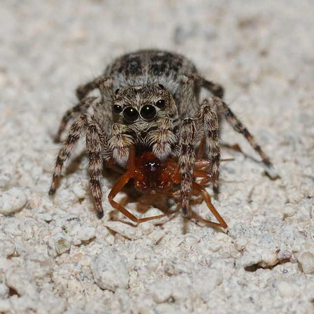 Attulus pubescens - bozontos ugrópók