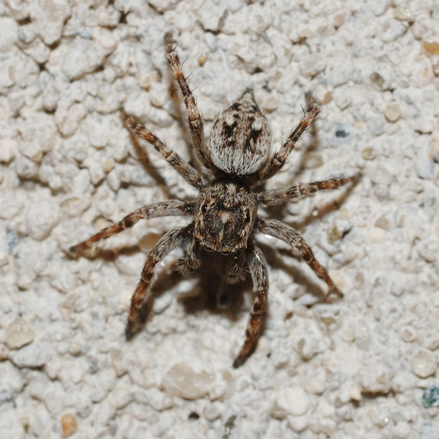Attulus pubescens - bozontos ugrópók