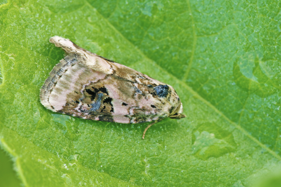 Pseudeustrotia candidula - fehéres apróbagoly