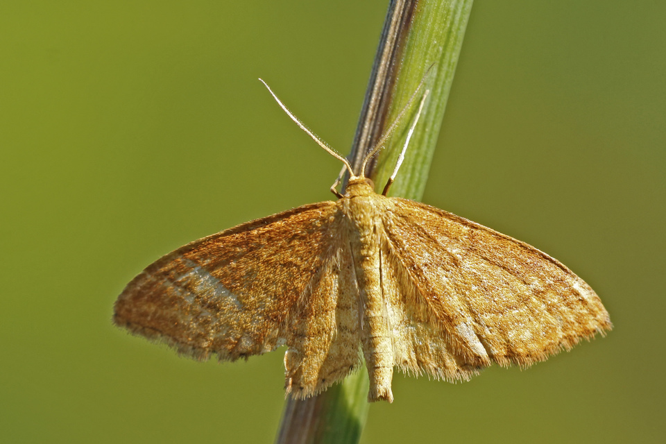 Idaea ochrata - okkerszínű sávosaraszoló