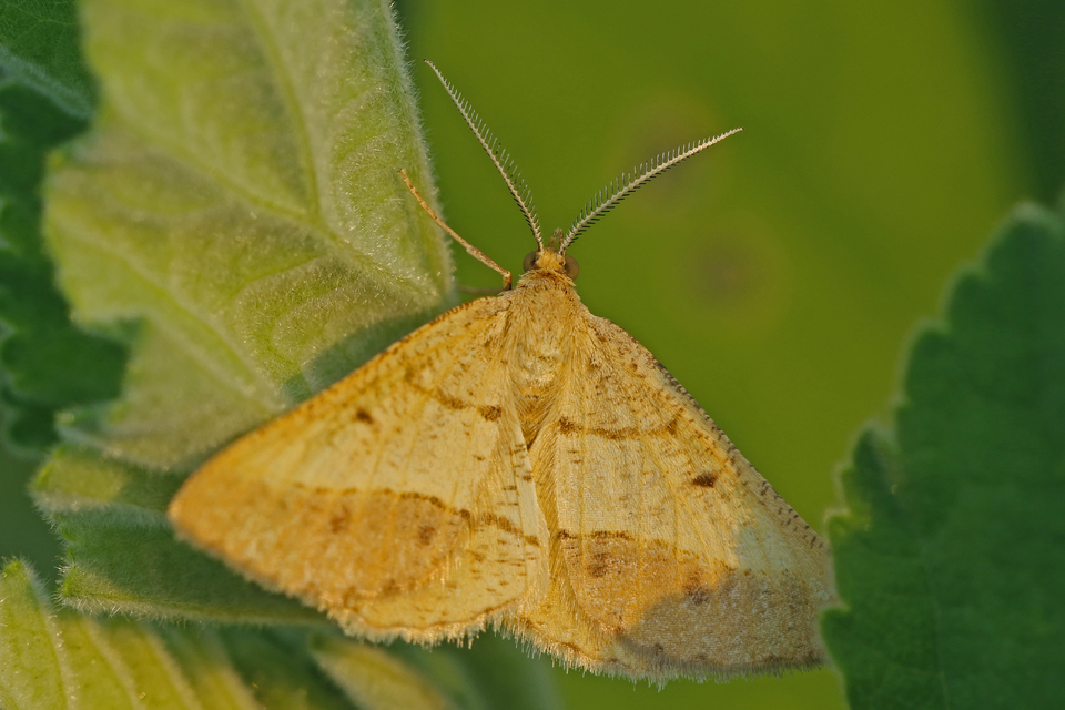Tephrina arenacearia - lucerna-araszoló