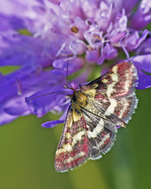 Pyrausta ostrinalis - ritka bíbormoly