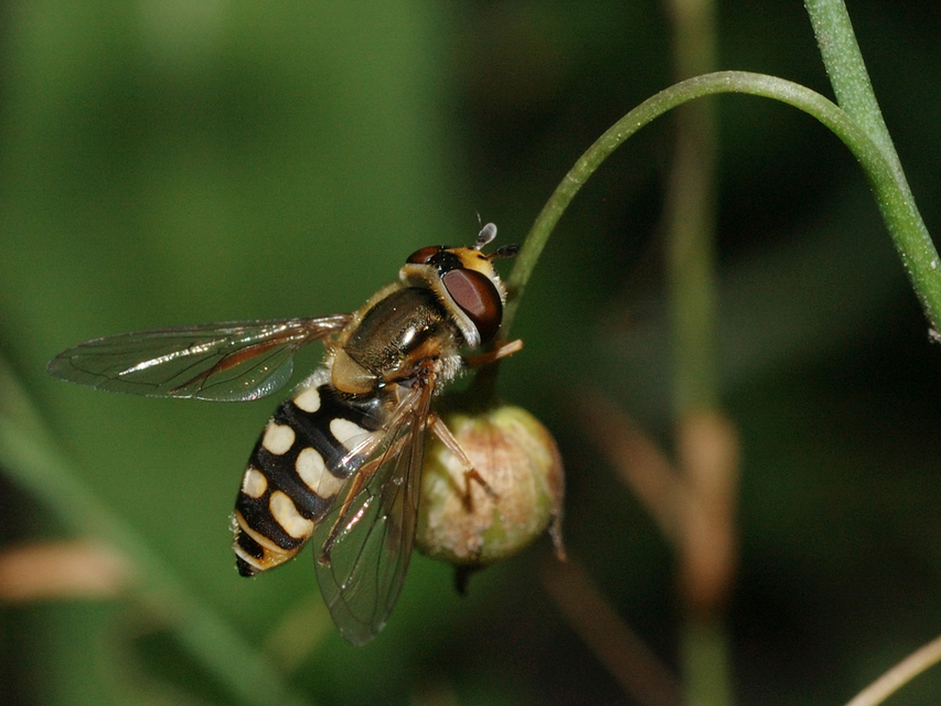 Eupeodes