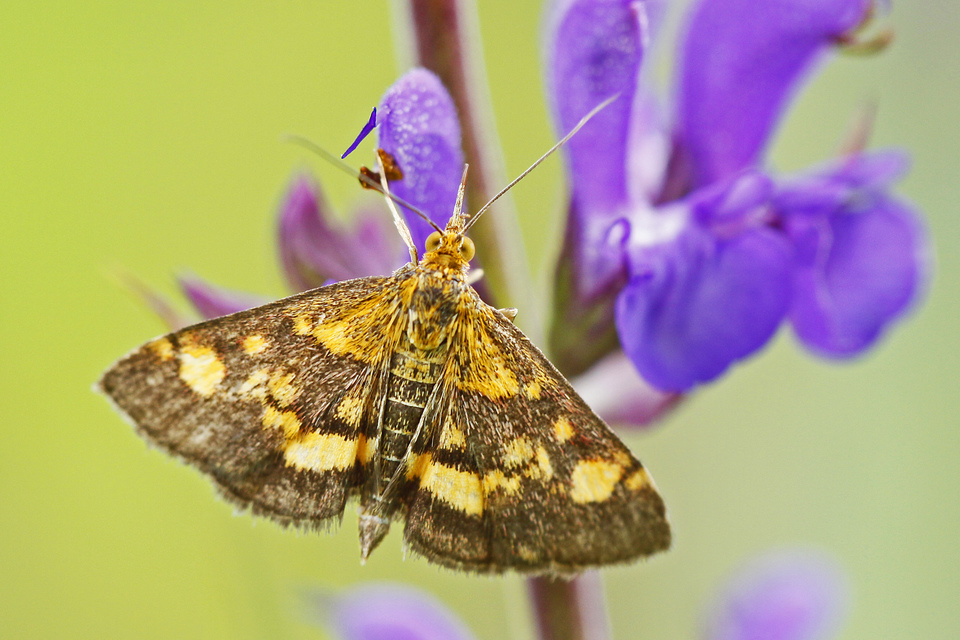 Pyrausta Pyrausta