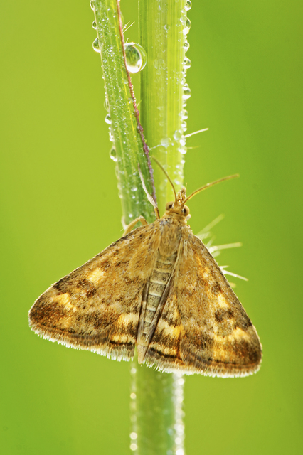 Pyrausta despicata - réti bíbormoly Pyrausta despicata - réti bíbormoly
