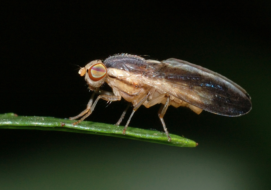 Peplomyza