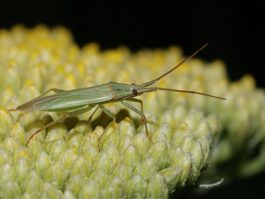 Stenodema