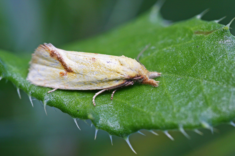 Agapeta hamana - közönséges sárgamoly Agapeta hamana - közönséges sárgamoly