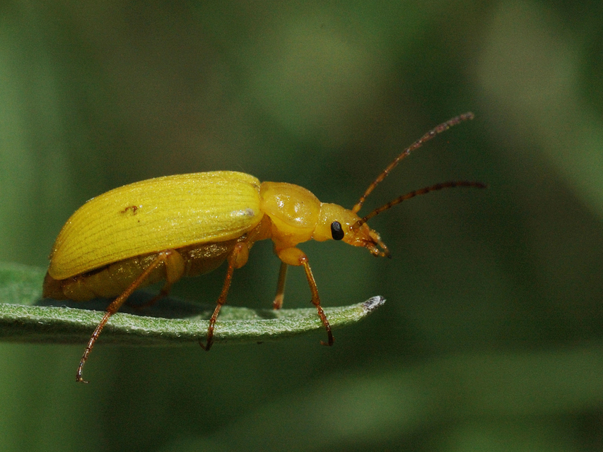 Cteniopus sulphureus - közönséges kénbogár Cteniopus sulphureus - közönséges kénbogár