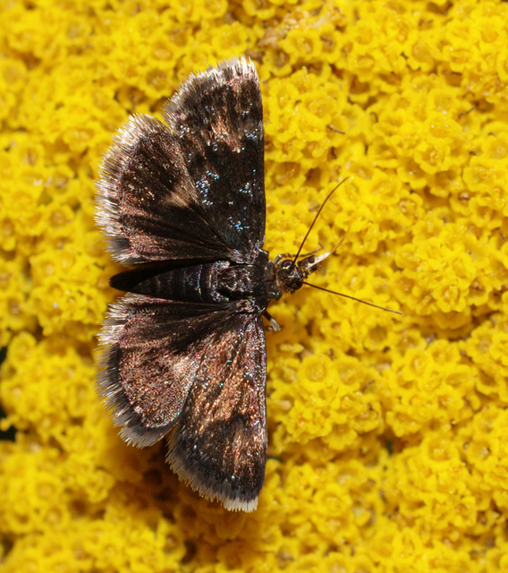 Heliothela wulfeniana - fényes kormosmoly