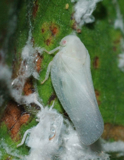 Metcalfa pruinosa - amerikai lepkekabóca