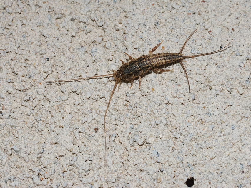 Ctenolepisma lineatum - sávos ősrovar