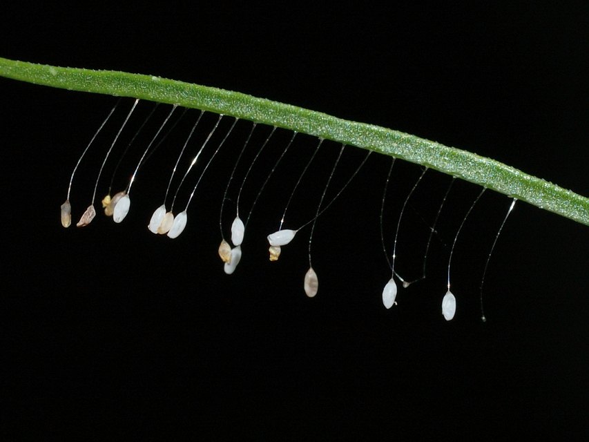 Chrysopidae - zöldfátyolkák