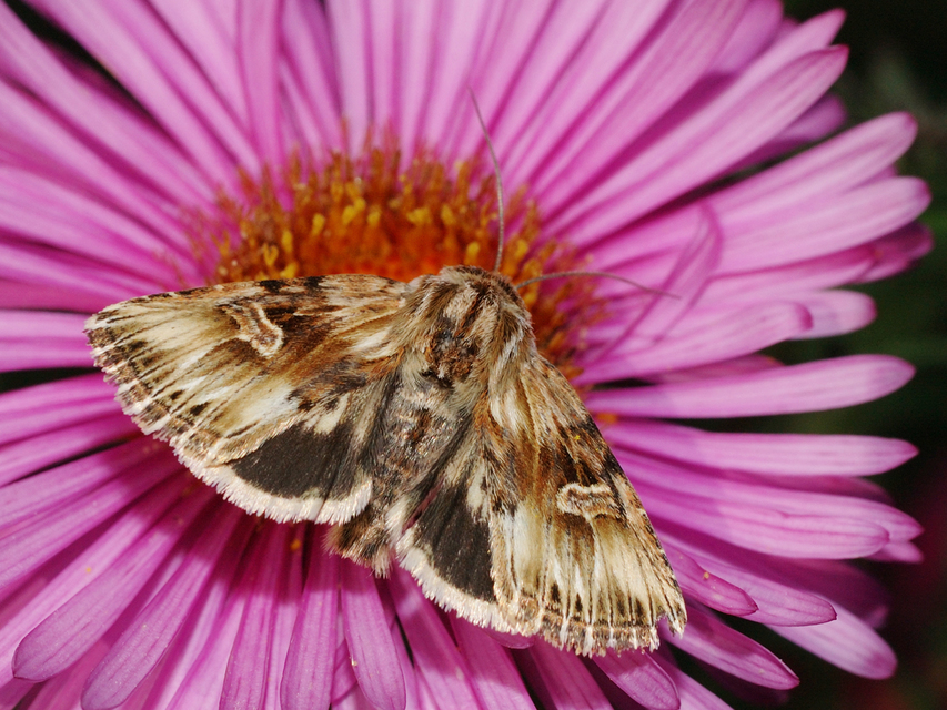 Actinotia radiosa - kis sugarasbagoly