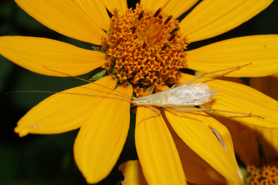Oecanthus pellucens - pirregőtücsök
