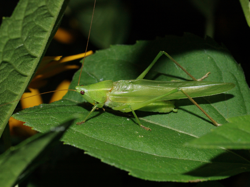 Ruspolia nitidula - nagy kúpfejűszöcske