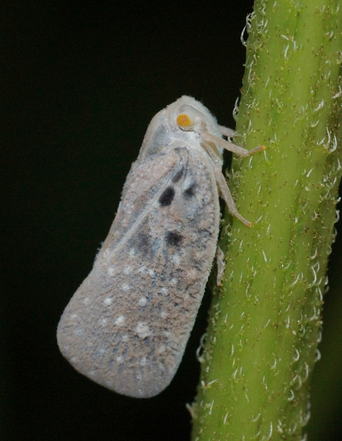 Metcalfa pruinosa - amerikai lepkekabóca