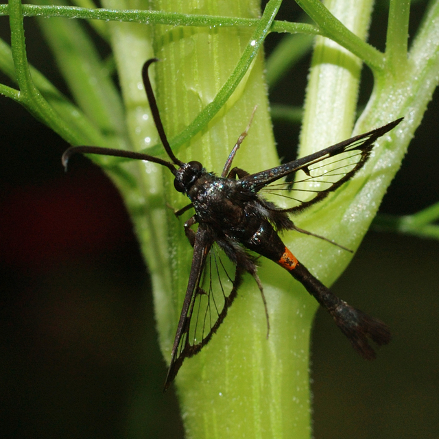 Sesiidae - szitkárfélék