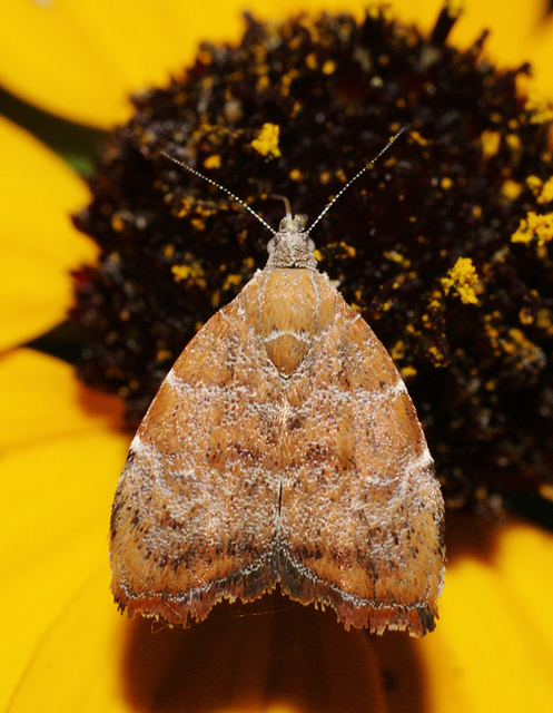 Choreutis