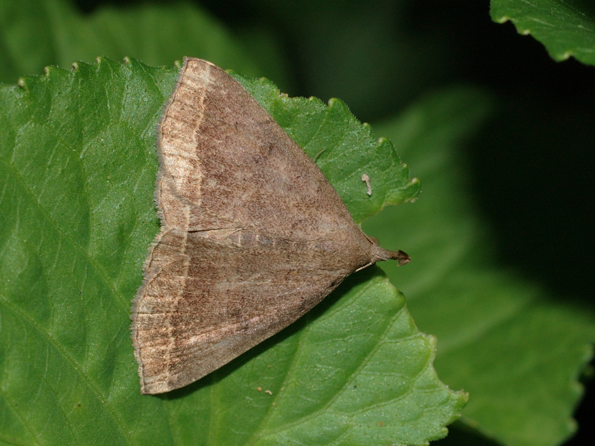 Pechipogo plumigeralis - tollascsápú karcsúbagoly