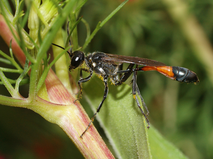 Ammophila