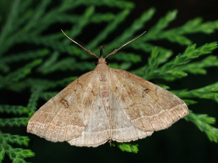 Pechipogo plumigeralis - tollascsápú karcsúbagoly