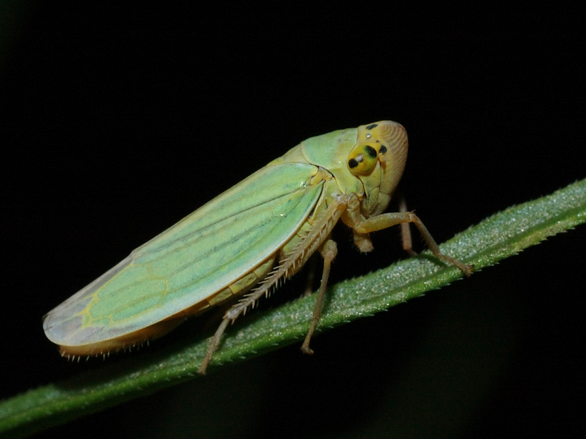 Cicadella viridis - méregzöld kabóca