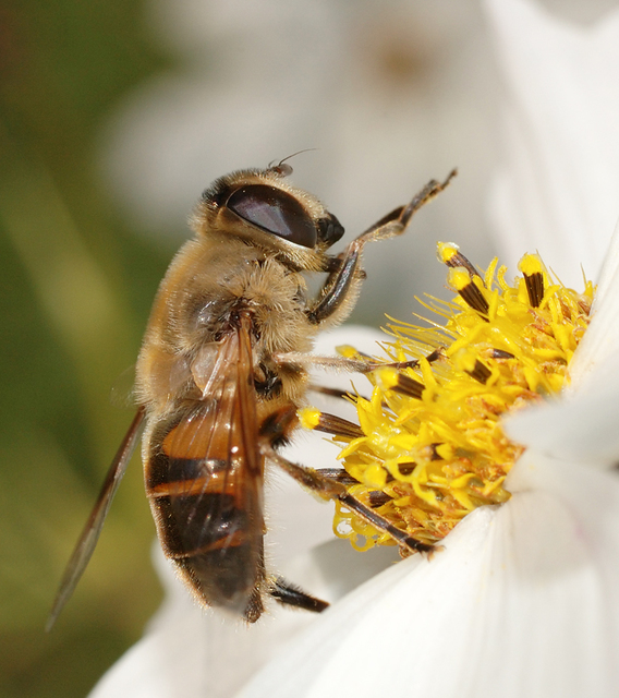 Eristalis tenax - közönséges herelégy