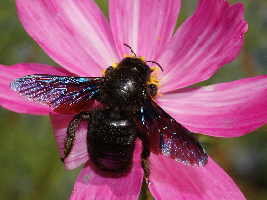 Xylocopa