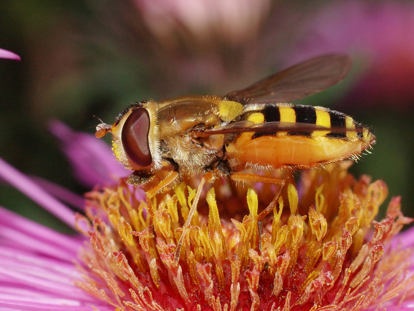 Syrphus