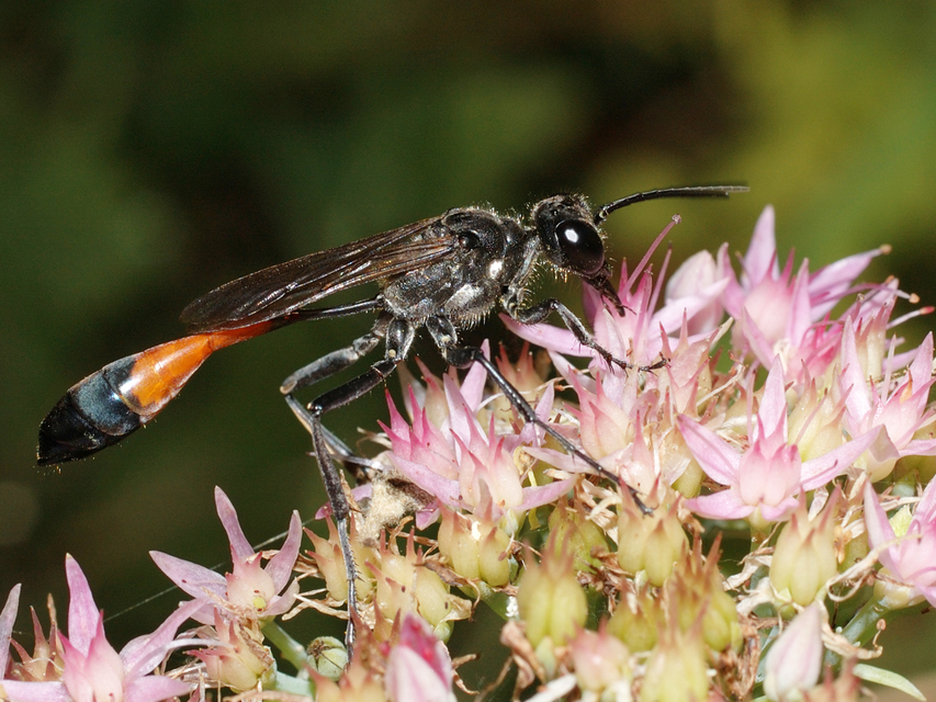 Ammophila
