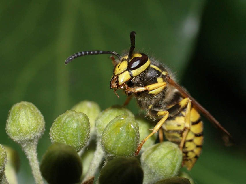 Vespula germanica - német darázs