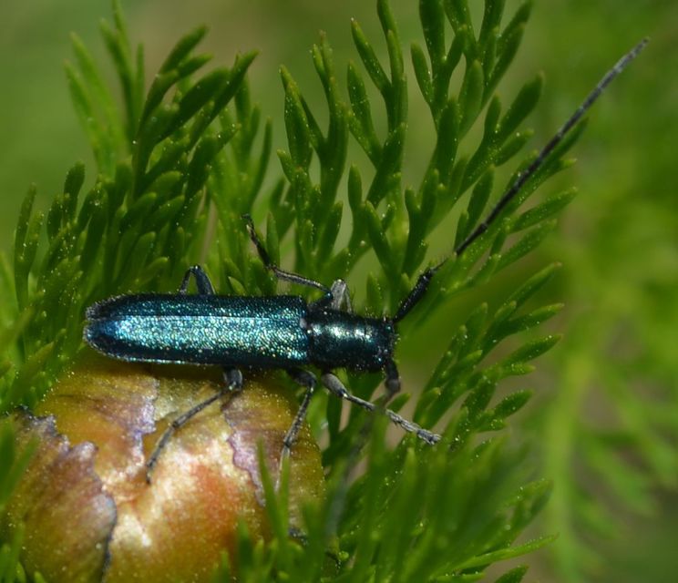 Agapanthia violacea - kék somkórócincér