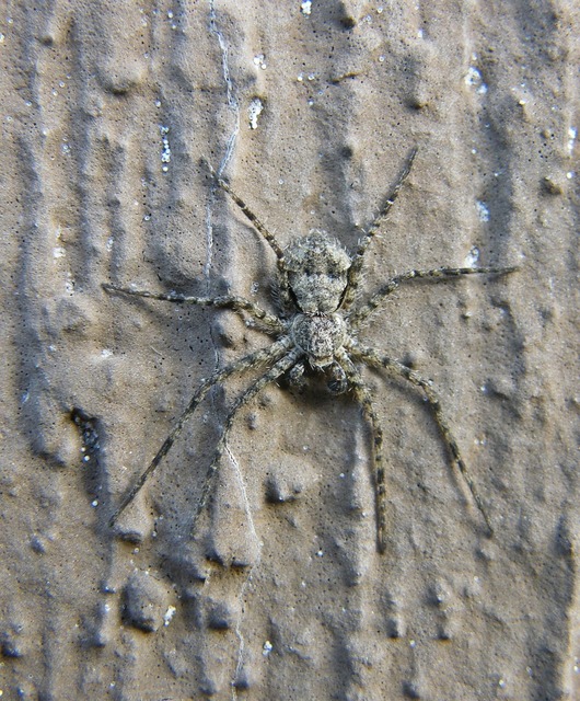 Philodromus poecilus - cifra karolópók