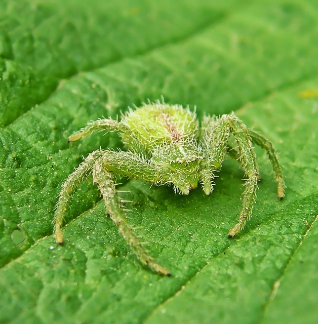 Heriaeus
