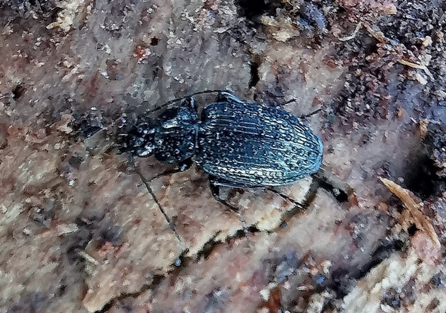 Agonum Agonum