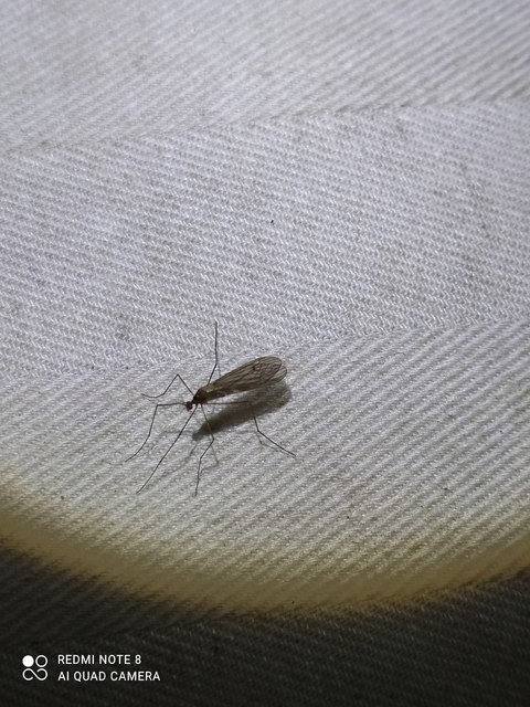 Trichocera