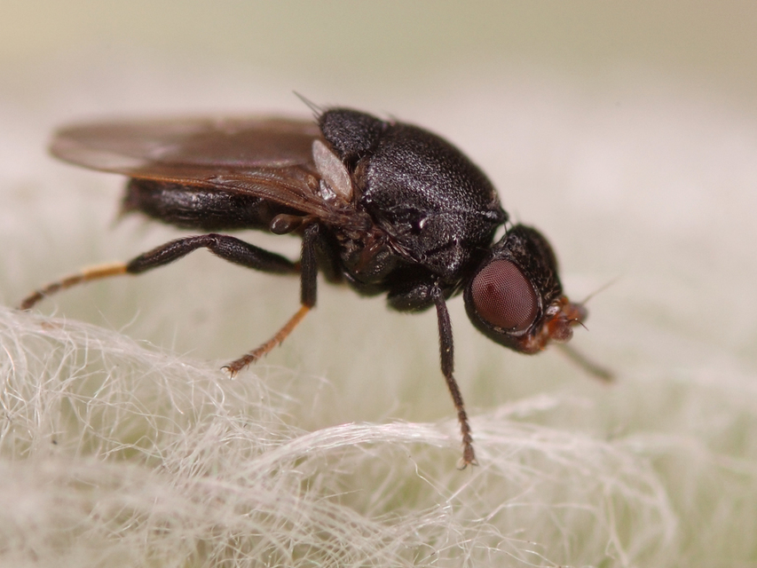 Chloropidae - gabonalegyek
