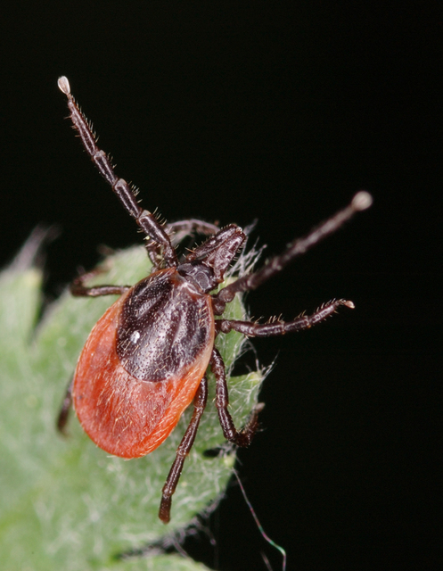 Ixodes