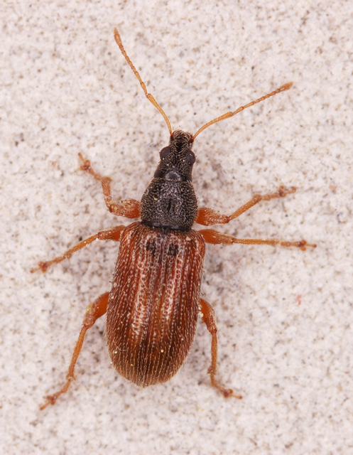 Phyllobius oblongus - közönséges levélormányos