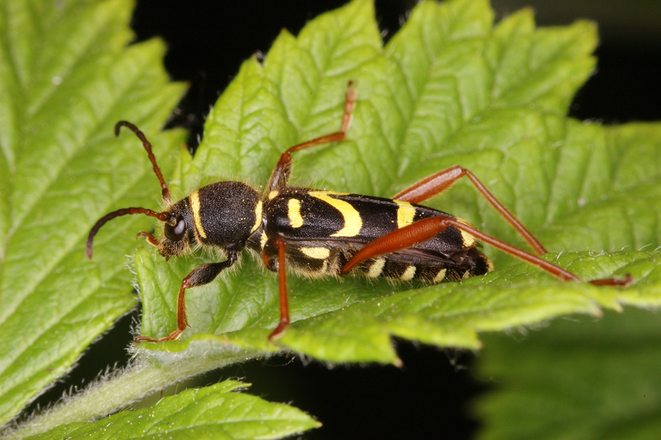 Clytus arietis - közönséges darázscincér