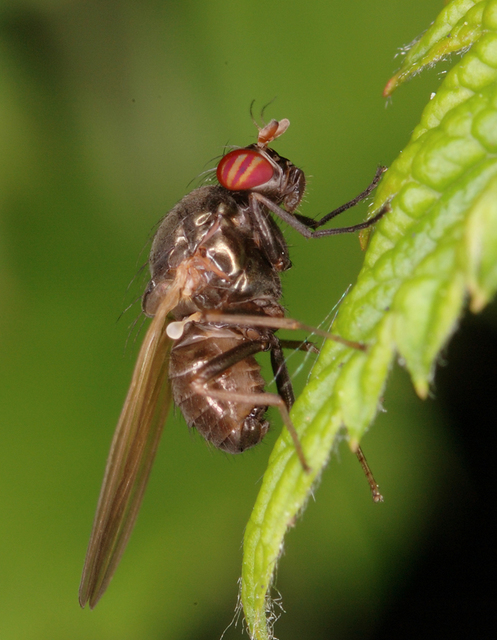 Lauxaniidae - pudvalegyek