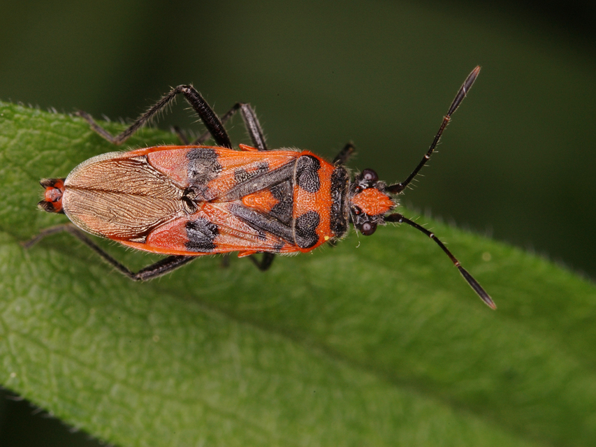Corizus hyoscyami - piros karimáspoloska